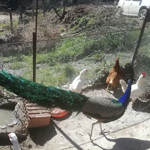 Ticci Farm stay Seulo
